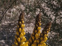 Cistanche phelypaea 5, Saxifraga-Piet Zomerdijk