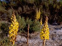 Cistanche phelypaea 6, Saxifraga-Rutger Barendse