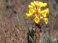 Cistanche phelypaea 7, Saxifraga-Inigo Sanchez