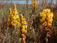 Cistanche phelypaea 8, Saxifraga-Peter Meininger