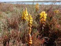 Cistanche phelypaea 9, Saxifraga-Peter Meininger