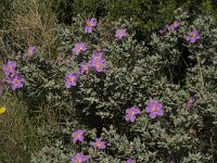 Cistus albidus 10, Saxifraga-Willem van Kruijsbergen