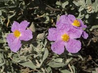 Cistus albidus 11, Saxifraga-Jan van der Straaten