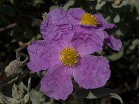 Cistus albidus 12, Saxifraga-Willem van Kruijsbergen