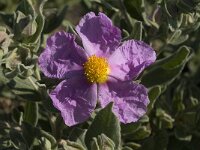 Cistus albidus 13, Saxifraga-Jan van der Straaten