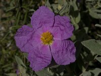 Cistus albidus 14, Saxifraga-Willem van Kruijsbergen