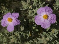 Cistus albidus 15, Saxifraga-Jan van der Straaten
