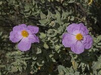 Cistus albidus 16, Saxifraga-Willem van Kruijsbergen