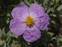 Cistus albidus 17, Saxifraga-Willem van Kruijsbergen