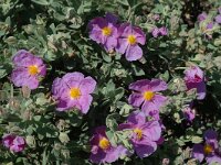 Cistus albidus 2, Saxifraga-Jan van der Straaten