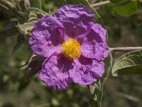 Cistus albidus 20, Saxifraga-Willem van Kruijsbergen