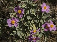 Cistus albidus 21, Saxifraga-Willem van Kruijsbergen