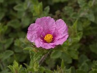 Cistus albidus 26, Saxifraga-Jan van der Straaten