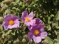 Cistus albidus 27, Saxifraga-Jan van der Straaten