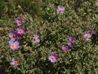 Cistus albidus 28, Saxifraga-Willem van Kruijsbergen