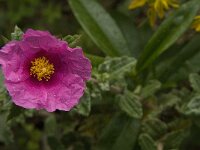 Cistus albidus 29, Saxifraga-Jan van der Straaten