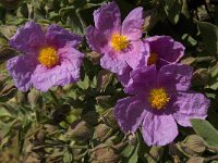 Cistus albidus 30, Saxifraga-Willem van Kruijsbergen