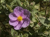 Cistus albidus 31, Saxifraga-Jan van der Straaten