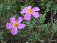 Cistus albidus 33, Saxifraga-Ed Stikvoort