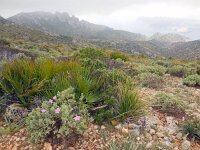 Cistus albidus 35, Saxifraga-Ed Stikvoort