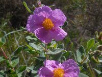 Cistus albidus 36, Saxifraga-Ed Stikvoort
