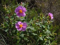 Cistus albidus 37, Saxifraga-Ed Stikvoort