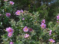 Cistus albidus 38, Saxifraga-Ed Stikvoort