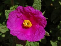 Cistus albidus 48, Saxifraga-Hans Grotenhuis