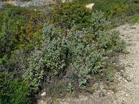 Cistus albidus 49, Saxifraga-Hans Grotenhuis