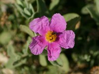 Cistus albidus 5, Saxifraga-Dirk Hilbers