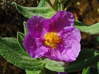 Cistus albidus 50, Saxifraga-Hans Grotenhuis