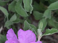 Cistus albidus 6, Saxifraga-Rutger Barendse