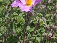 Cistus albidus 7, Saxifraga-Rutger Barendse