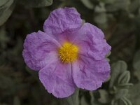 Cistus albidus 8, Saxifraga-Willem van Kruijsbergen