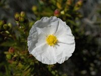 Cistus clusii 2, Saxifraga-Willem van Kruijsbergen