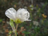 Cistus clusii 3, Saxifraga-Rutger Barendse