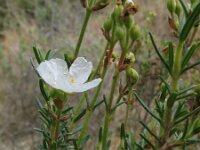 Cistus clusii 4, Saxifraga-Rutger Barendse