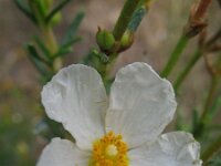 Cistus clusii 5, Saxifraga-Rutger Barendse