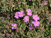 Cistus creticus 12, Saxifraga-Dirk Hilbers