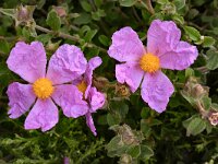 Cistus creticus 16, Saxifraga-Harry Jans
