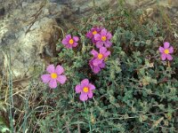 Cistus creticus 2, Saxifraga-Piet Zomerdijk