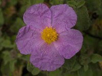 Cistus creticus 4, Saxifraga-Jan van der Straaten