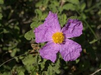 Cistus creticus 5, Saxifraga-Jan van der Straaten