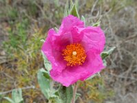 Cistus crispus 10, Saxifraga-Ed Stikvoort