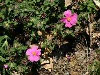 Cistus crispus 3, Saxifraga-Dirk Hilbers