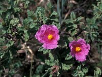 Cistus crispus 4, Saxifraga-Jan van der Straaten