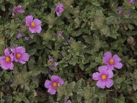 Cistus crispus 5, Saxifraga-Willem van Kruijsbergen