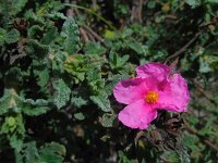 Cistus crispus 8, Saxifraga-Ed Stikvoort