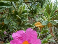 Cistus crispus 9, Saxifraga-Ed Stikvoort