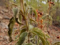 Cistus osbeckiifolius ssp osbeckiifolius 2, Saxifraga-Ed Stikvoort